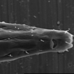 A new species of free-living marine nematode, ...