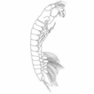 Stenotanais (Crustacea, Tanaidacea) from ...