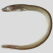 Two new species of the congrid eel genus ...