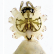 A survey of Pholcus spiders (Araneae, ...