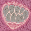 A morphometric exploration of the taxonomic ...