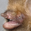 A new species of the genus Murina (Chiroptera, ...