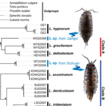 Integrative taxonomy reveals two new ...