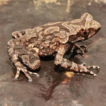 A new species of the Boulenophrys (Anura, ...