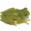 A new glassfrog of the genus Centrolene ...