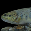 A new species of trout from the Köprüçay Ri ...
