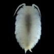 Five new species of Exalloniscus Stebbing, ...