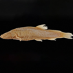 Taxonomic revision of the cavefish genus ...
