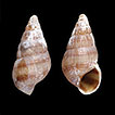 Type specimens of Mollusca described ...