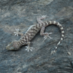A new rock-dwelling gecko of the subgenus ...