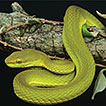 A new species of green pit vipers of ...