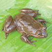 A new slippery frog (Amphibia, Conrauidae, ...