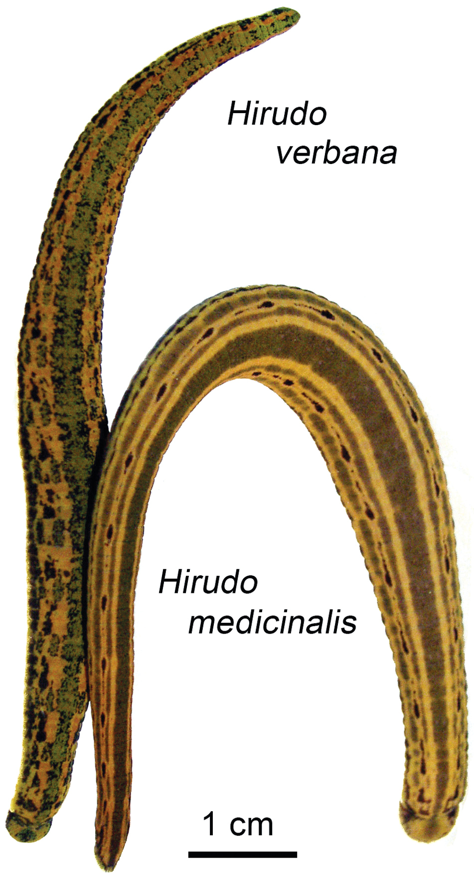 The European medicinal leech Hirudo medicinalis L.: Morphology and