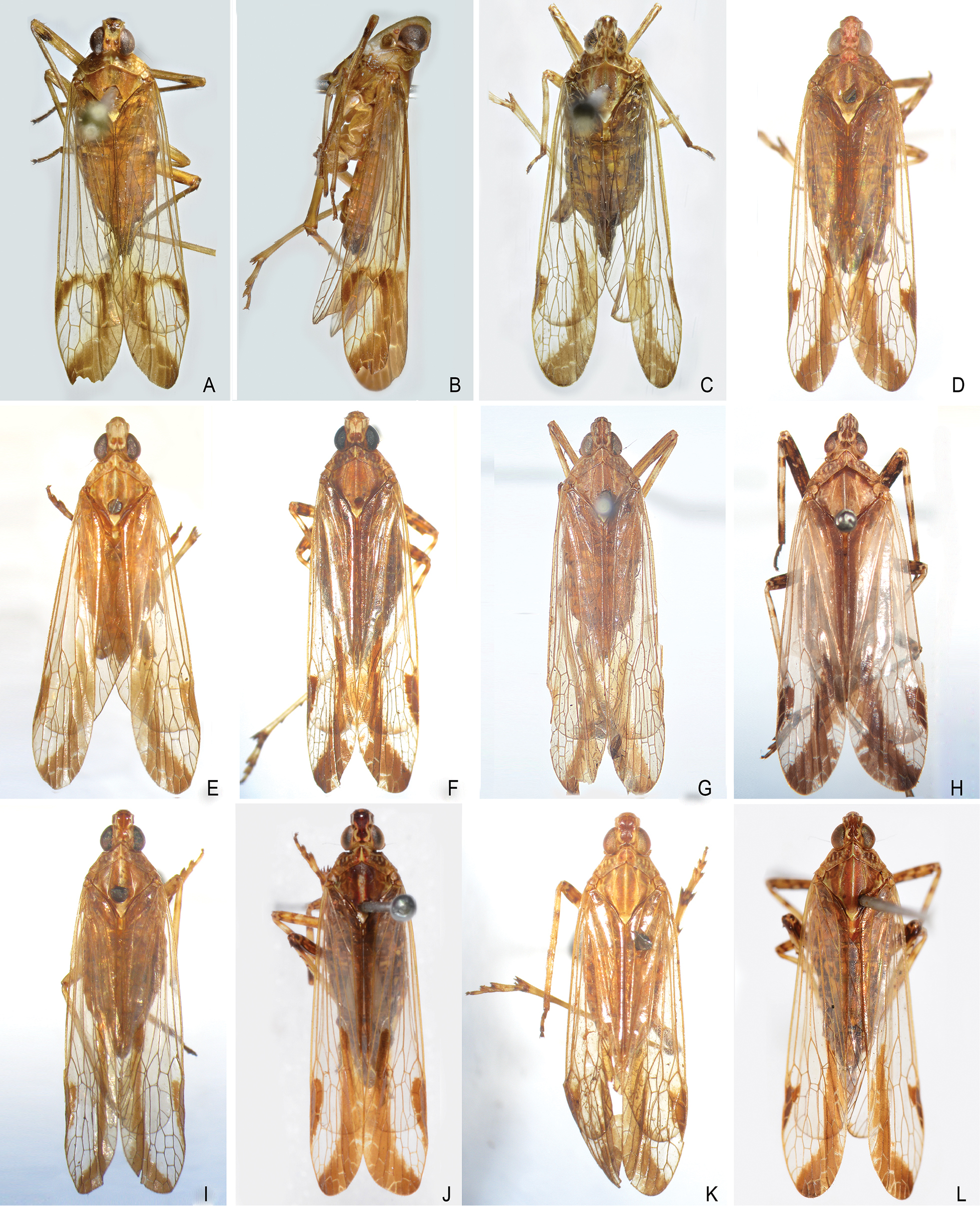 Taxonomic Review Of The Planthopper Genus Orthopagus Hemiptera Fulgoromorpha Dictyopharidae With Descriptions Of Two New Species