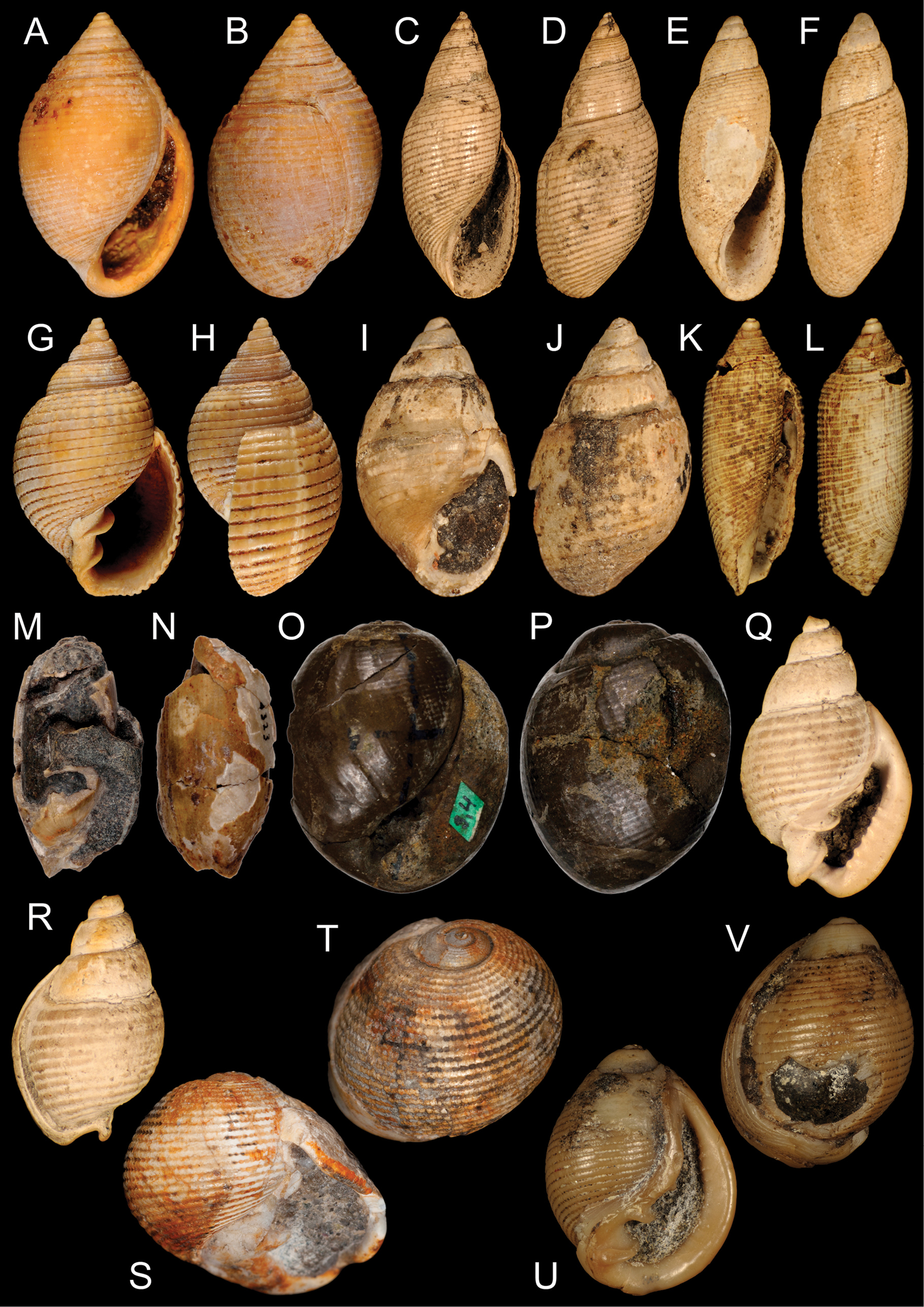 Type specimens of fossil “Architectibranchia” and Cephalaspidea (Mollusca,  Heterobranchia) in the Academy of Natural Sciences of Philadelphia