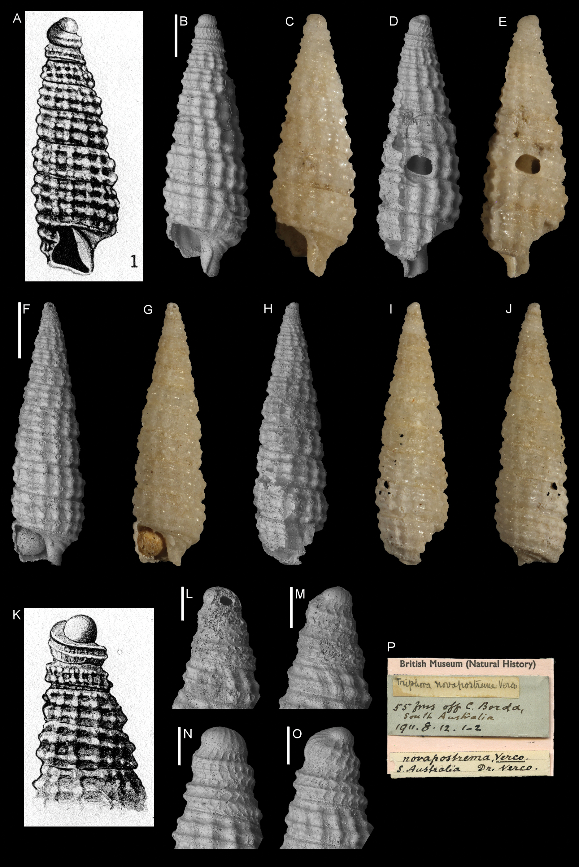 Annotated Catalogue Of The Types Of Triphoridae Mollusca Gastropoda In The Natural History Museum Of The United Kingdom London