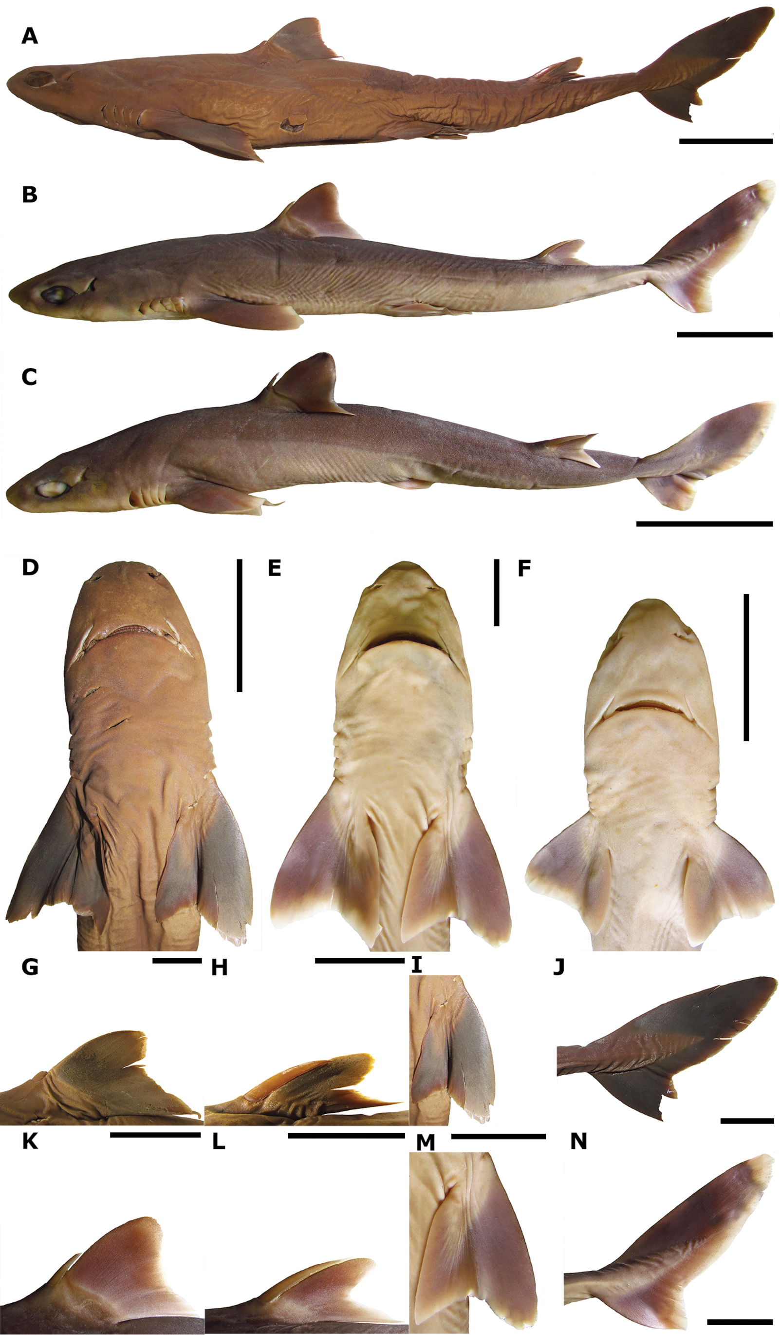 Squalus Shiraii Sp Nov Squaliformes Squalidae A New Species Of Dogfish Shark From Japan With Regional Nominal Species Revisited