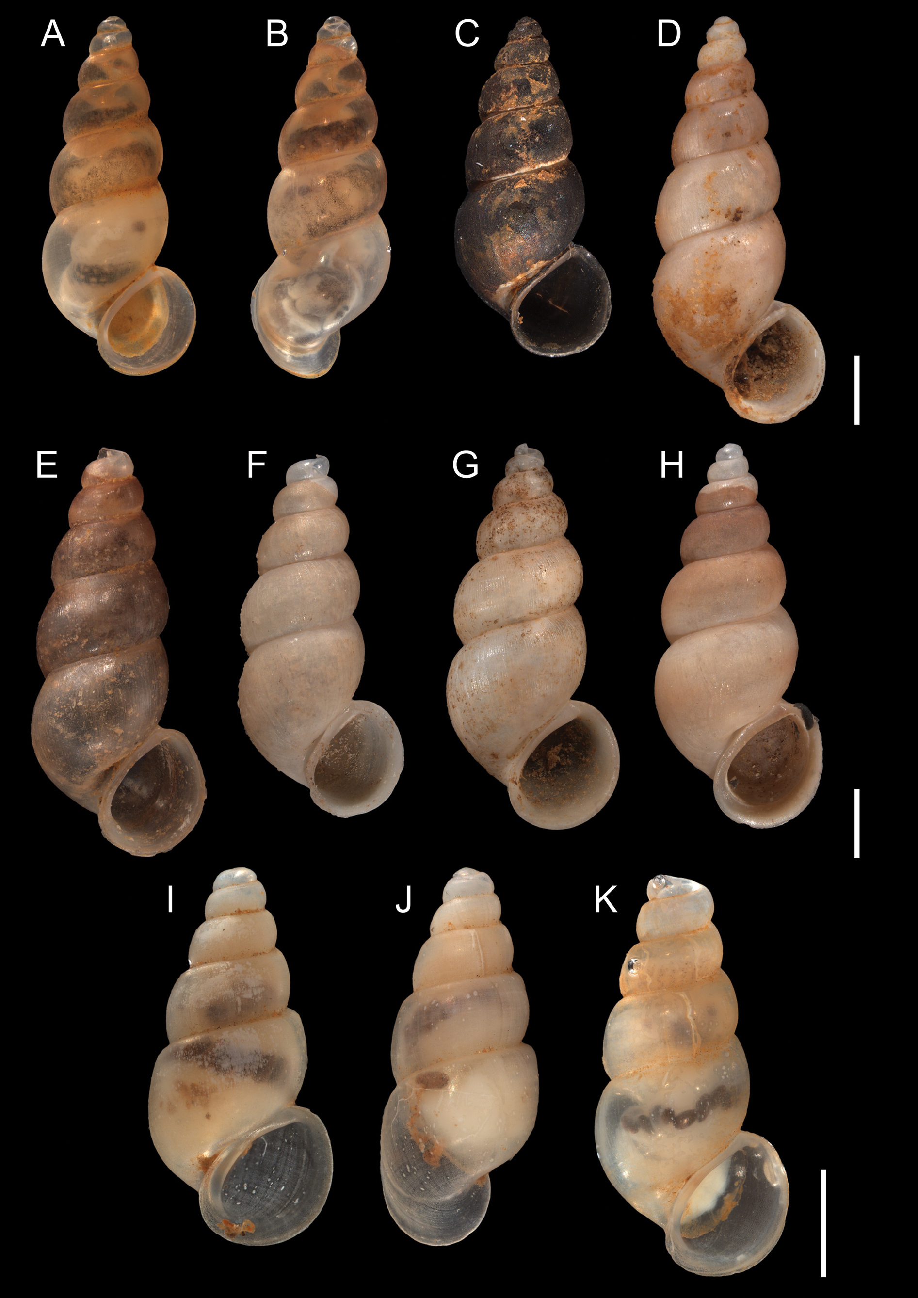 Phylogenetic Position Of The Relict South American Genus Idiopyrgus Pilsbry 1911 Gastropoda