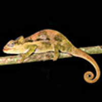 Species New to Science: [Herpetology • 2009] Atheris mabuensis • A