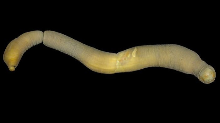 Giant deep-sea caudofoveate described ...