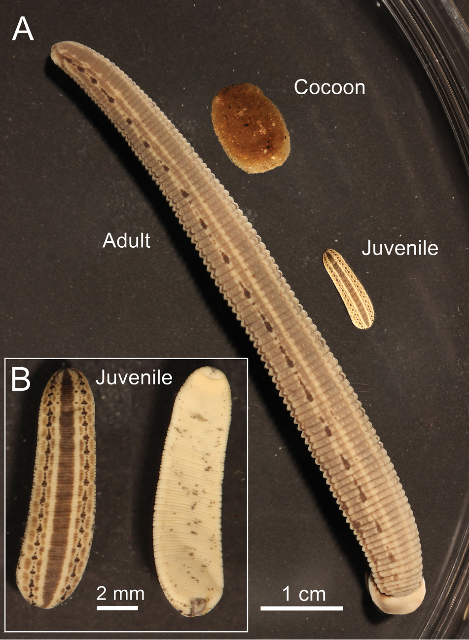 The European medicinal leech Hirudo medicinalis L.: Morphology and